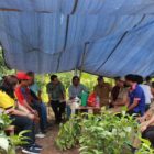 Bupati Sintang Tinjau Demplot Teh Di Sepulut Sepauk