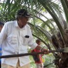 Bupati Sintang Panen Perdana Sawit Milik Koprasi Produksi Raja SWA Desa Bangun