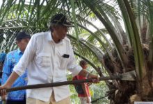 Bupati Sintang Panen Perdana Sawit Milik Koprasi Produksi Raja SWA Desa Bangun