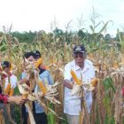 Bupati Sintang Panen Jagung Hibrida Di Jerora 1