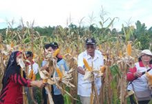 Bupati Sintang Panen Jagung Hibrida Di Jerora 1