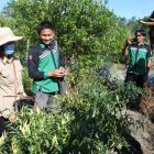 Panen Cabe, Ini Harapan Abdul Gani Kepada Pemkab Sintang