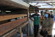 Sekda Sintang Kunjungi Kelompok Tani Cakra Mandiri Dan Melihat Langsung Pengolahan Pupuk Organik Cair