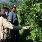 Sekda Sintang Lakukan Panen Jeruk Sambal Di Desa Baning Panjang