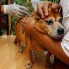 Meski Kasus Rabies Turun, Pemkab Sintang Masih Jalankan Program Vaksinasi