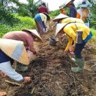 Desa Baning Panjang Kembangkan Jagung Hibrida