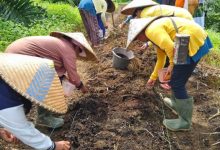 Desa Baning Panjang Kembangkan Jagung Hibrida