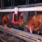 Kades Kerapas Sepan Kembangkan Budidaya Ayam Petelur, Harap Jadi Inspirasi UMKM dan Solusi Ekonomi Warga